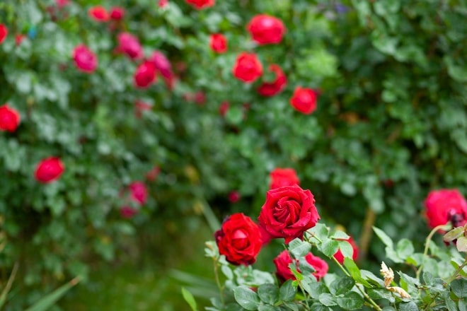 Mejorar la floración y el color de las rosas