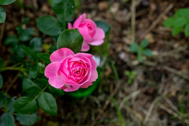 Cuidados de los rosales en el jardín